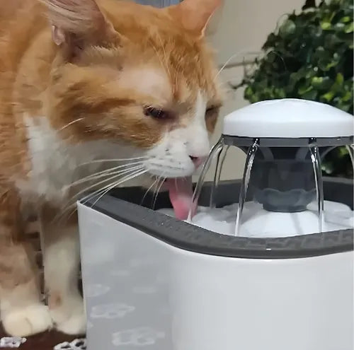 Fuente de agua Bebedero Mascota